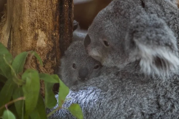 Een Baby Koala Zijn Moeder Lopen Een Boom — Stockfoto