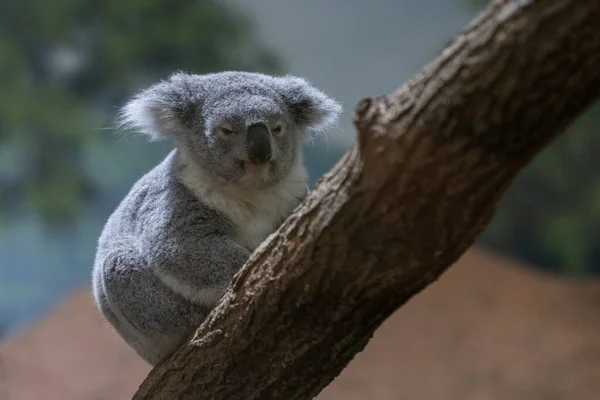 Een Koala Slapend Boom — Stockfoto