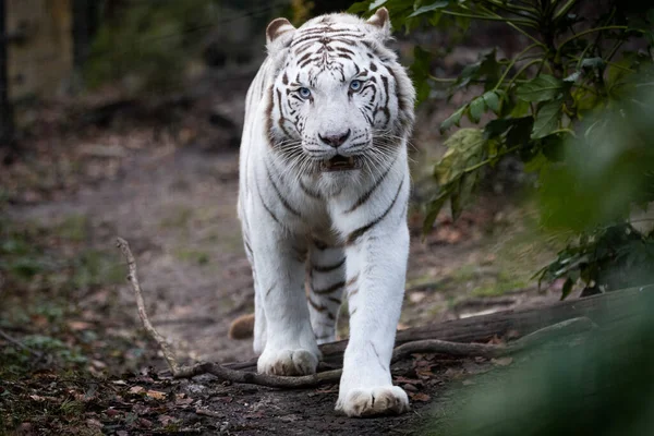 Porträt Eines Weißhaarigen Tigers Wald — Stockfoto