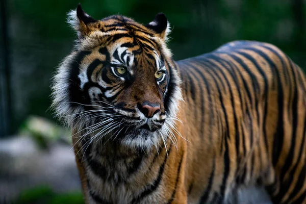 Portrait Tiger Forest — Stock Photo, Image