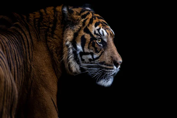 Porträt Eines Tigers Mit Schwarzem Hintergrund — Stockfoto