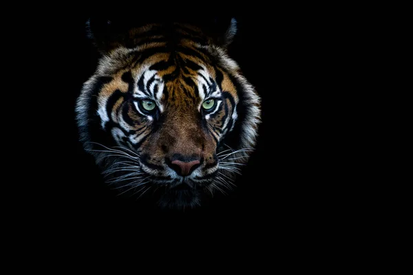 Πορτραίτο Τίγρης Μαύρο Backgroung — Φωτογραφία Αρχείου