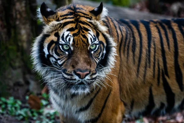 Portrait Tigre Dans Forêt — Photo