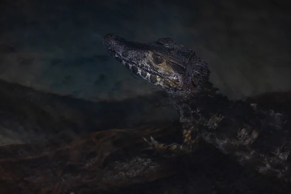 Портрет Крокодила Отдыхающего Озере — стоковое фото