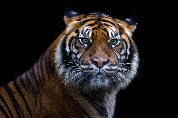 Portret Tygrysa Czarnym Tłem — Zdjęcie stockowe