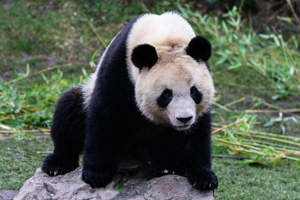 Retrato Panda Prado — Fotografia de Stock