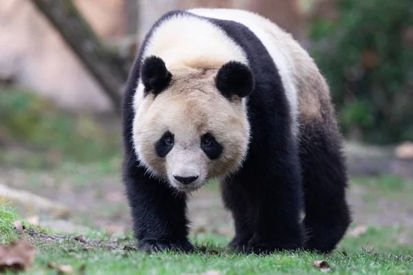Porträt Eines Panda Auf Der Wiese — Stockfoto