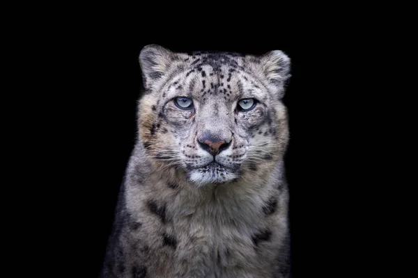 Retrato Leopardo Nieve Con Fondo Negro — Foto de Stock