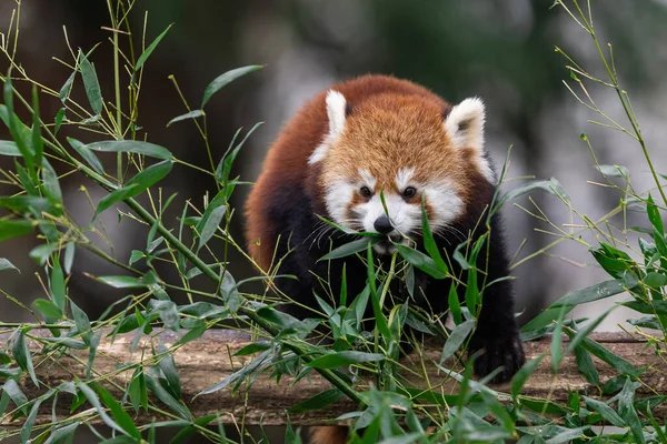 Червона Панда Їсть Бамбук Лісі — стокове фото