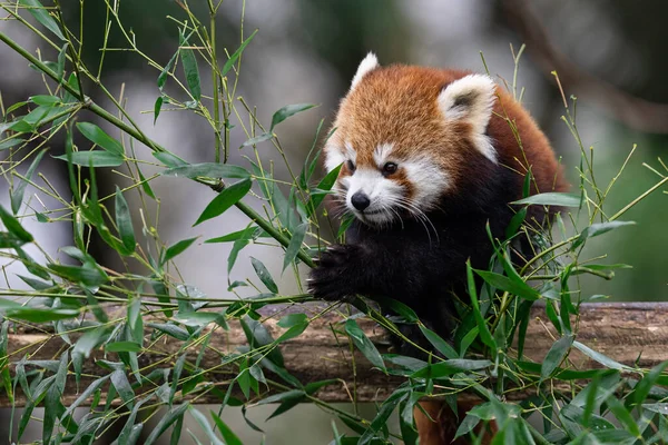 Kızıl Panda Ormanda Bambu Yiyor — Stok fotoğraf