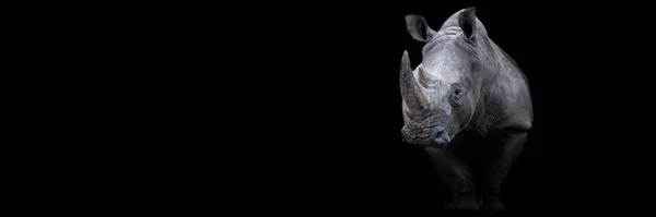 배경을 코뿔소 — 스톡 사진
