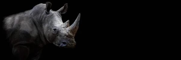 Носорог Чёрным Фоном — стоковое фото