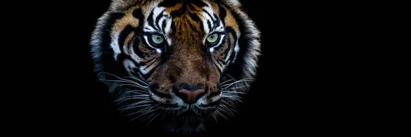 Tigre Con Sfondo Nero — Foto Stock