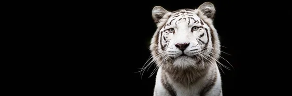 黑色背景的白虎 — 图库照片