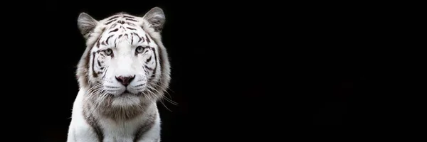 Biały Tygrys Czarnym Tłem — Zdjęcie stockowe