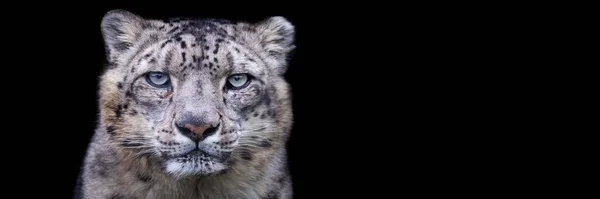 Snow Leopard Black Background — Stock Photo, Image