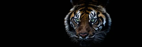 Tigre Con Sfondo Nero — Foto Stock