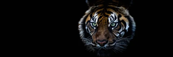 Tiger Mit Schwarzem Hintergrund — Stockfoto