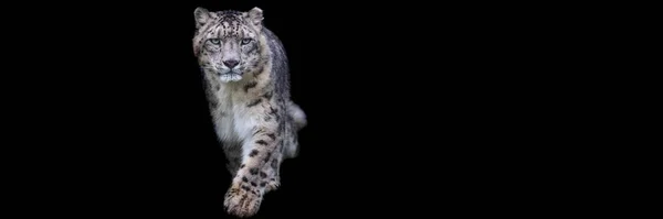 Leopardo Nieve Con Fondo Negro —  Fotos de Stock