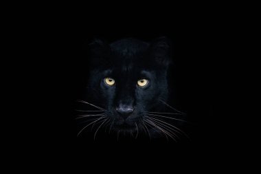 Siyah arka planı olan siyah panter.