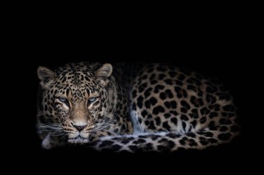 Siyah arka planı olan bir leopar.