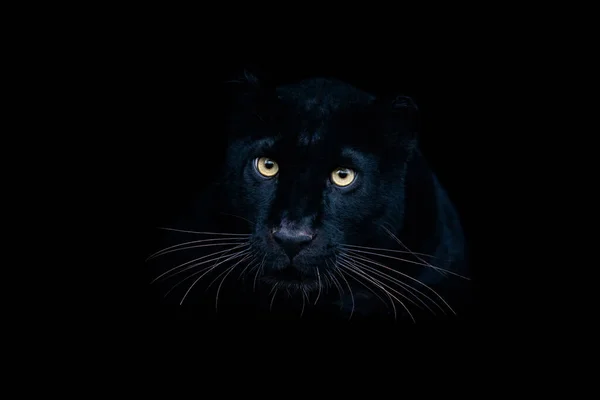 黑色背景的黑豹 — 图库照片