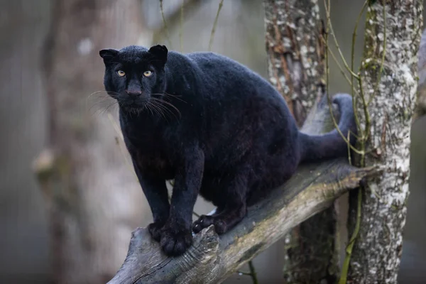 Panthère Noire Assise Sur Arbre — Photo