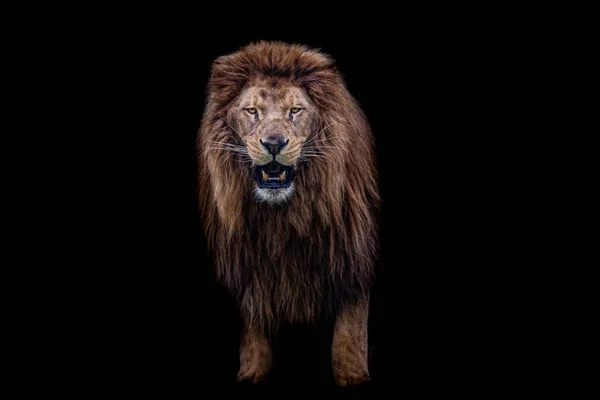 Lion Black Background — Stock Photo, Image
