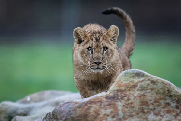 赤ちゃんライオンが岩の上で遊ぶ — ストック写真