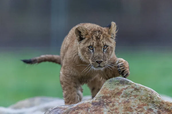 赤ちゃんライオンが岩の上で遊ぶ — ストック写真