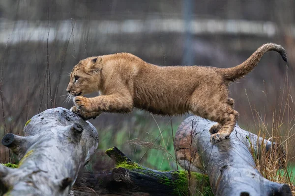 赤ちゃんライオンは木の上で遊ぶ — ストック写真