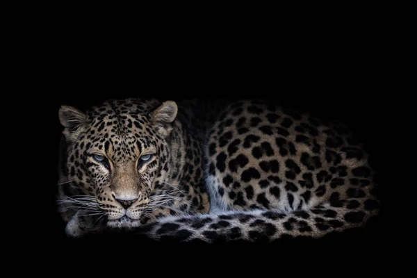 Leopard Med Svart Bakgrund — Stockfoto