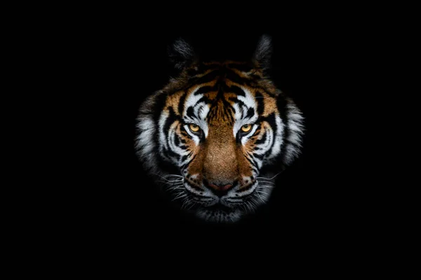 Tiger Mit Schwarzem Hintergrund — Stockfoto