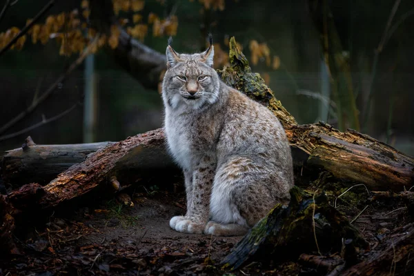 Lynx Sedí Lese — Stock fotografie