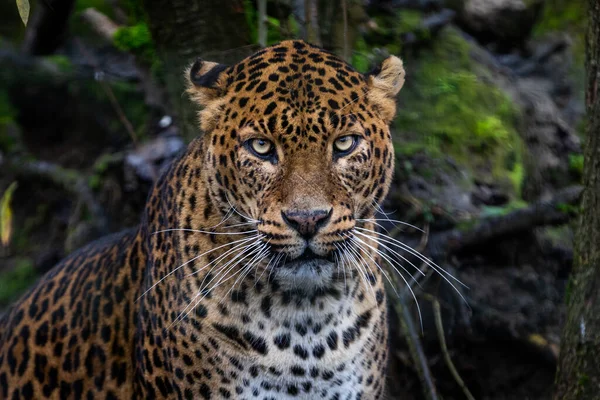 Leopardo Enojado Bosque — Foto de Stock