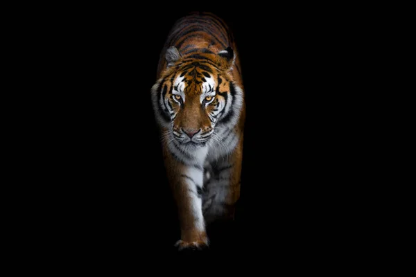 Tiger Med Svart Bakgrund — Stockfoto