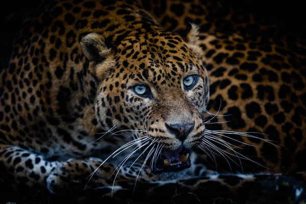 Leopardo Arrabbiato Nella Foresta — Foto Stock