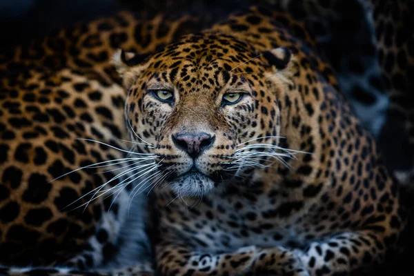 Leopardo Arrabbiato Nella Foresta — Foto Stock