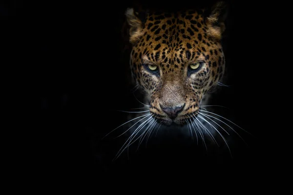 Leopardo Con Sfondo Nero — Foto Stock