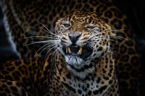 Leopardo Irritado Floresta — Fotografia de Stock
