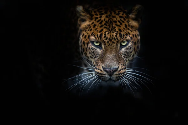 Leopardo Con Sfondo Nero — Foto Stock