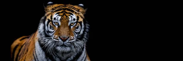 Tigre Com Fundo Preto — Fotografia de Stock