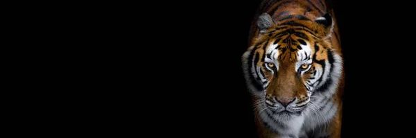 Тигр Чорним Тлом — стокове фото