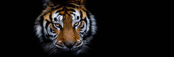 Tigre Con Sfondo Nero — Foto Stock