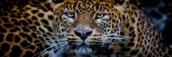 Leopardo Com Fundo Preto — Fotografia de Stock