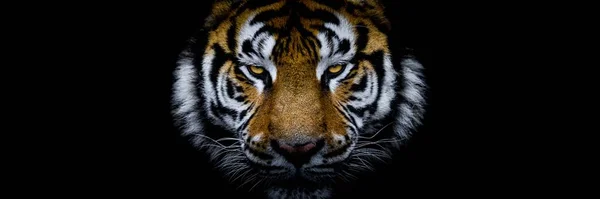 Fekete Hátterű Tigris — Stock Fotó