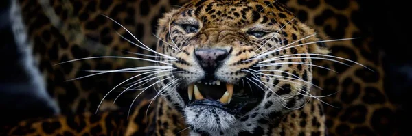 Leopardo Con Sfondo Nero — Foto Stock