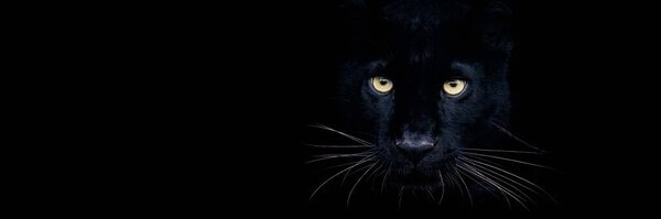 Black panther with a black background