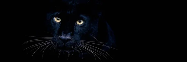 Siyah Arka Planı Olan Siyah Panter — Stok fotoğraf