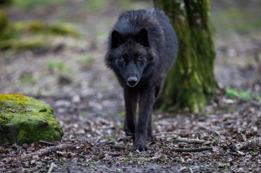 Siyah kurt ormanda yürüyor.